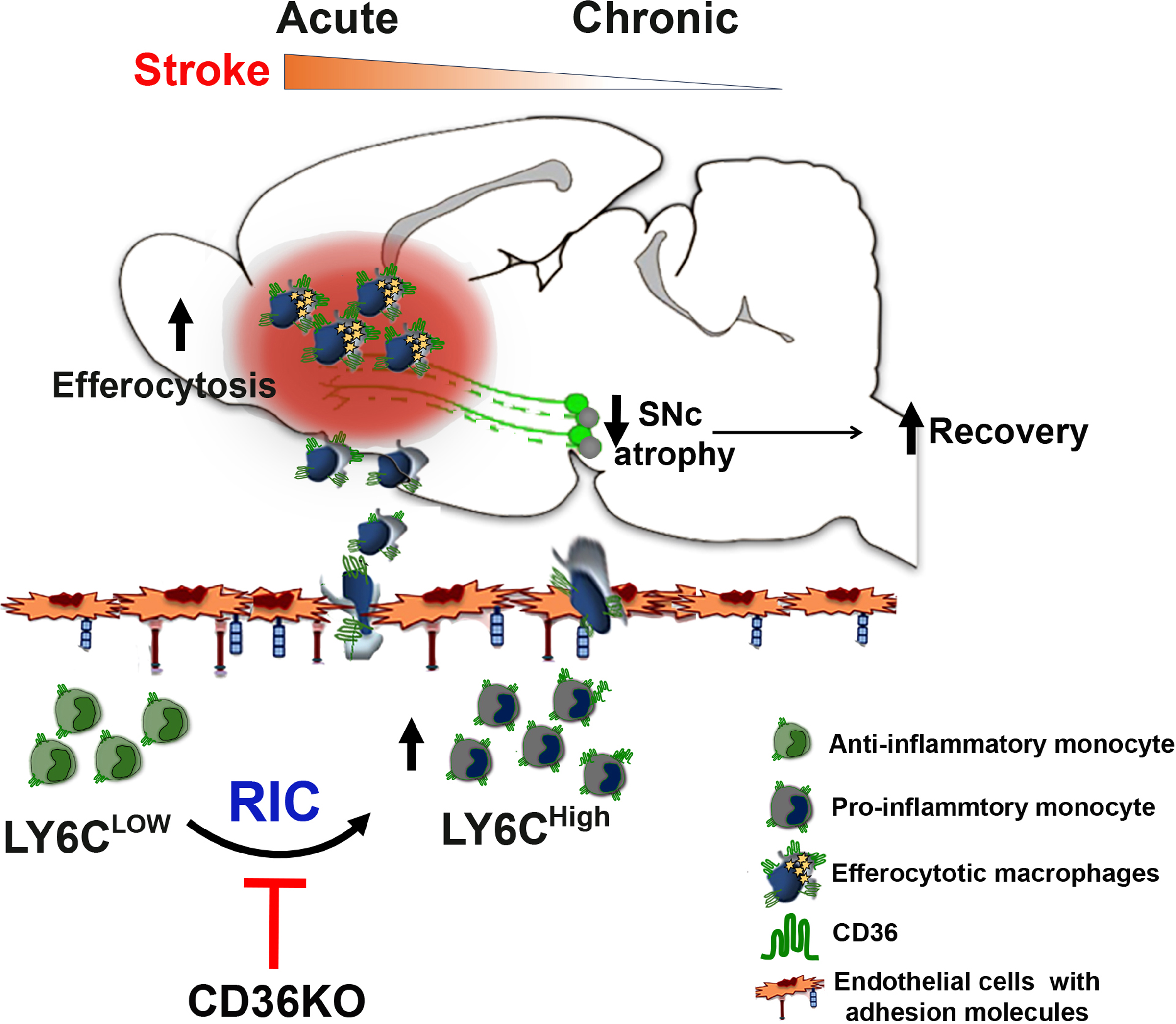 신경면역 중개연구